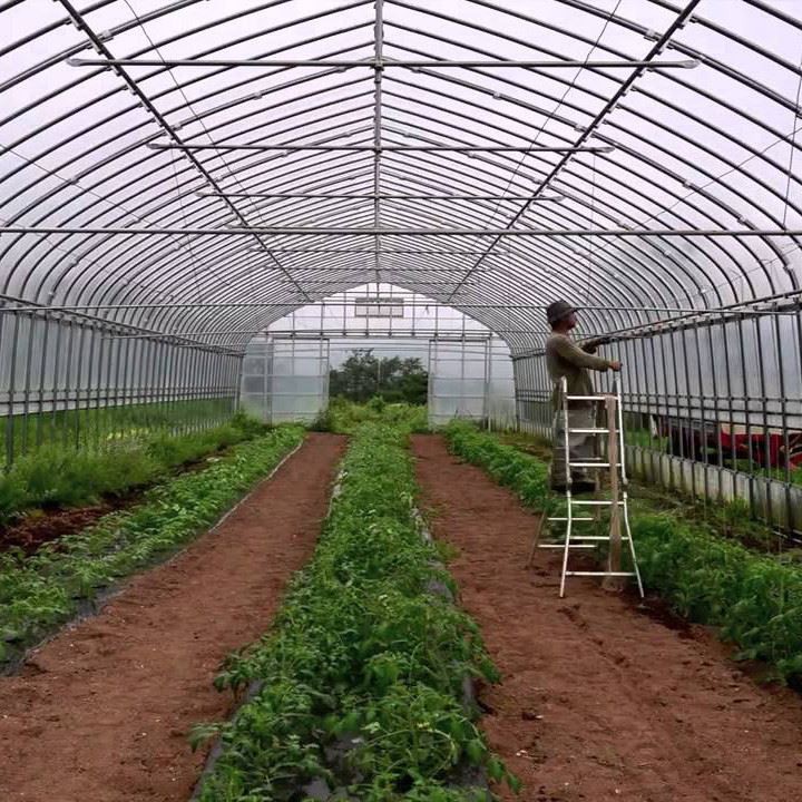 Pepper Greenhouse